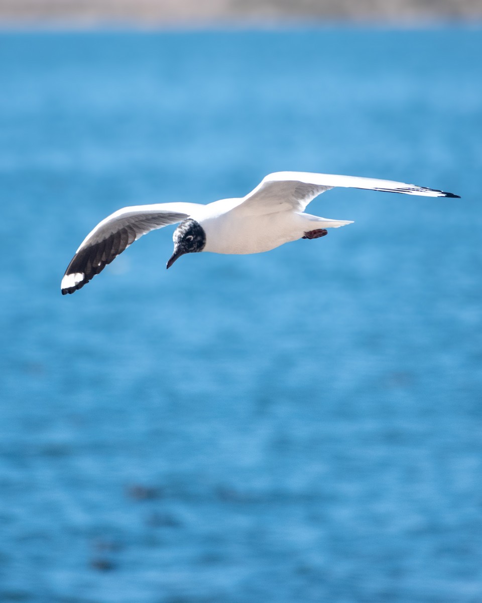 Andean Gull - ML638766900
