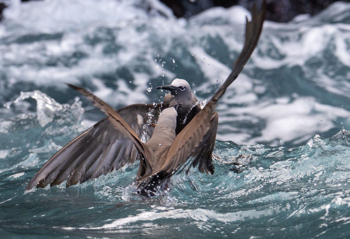 Brown Noddy - ML638766901