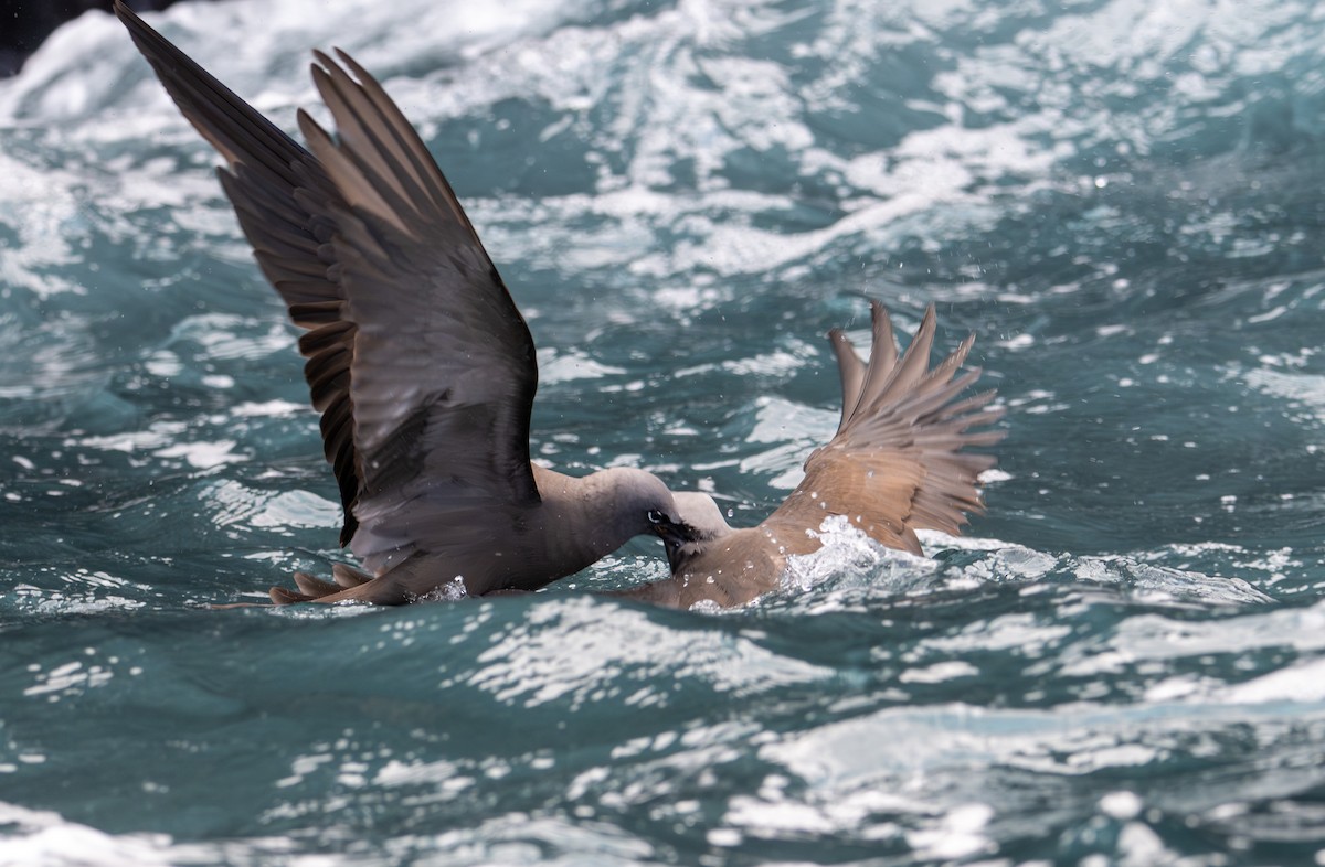 Brown Noddy - ML638766902