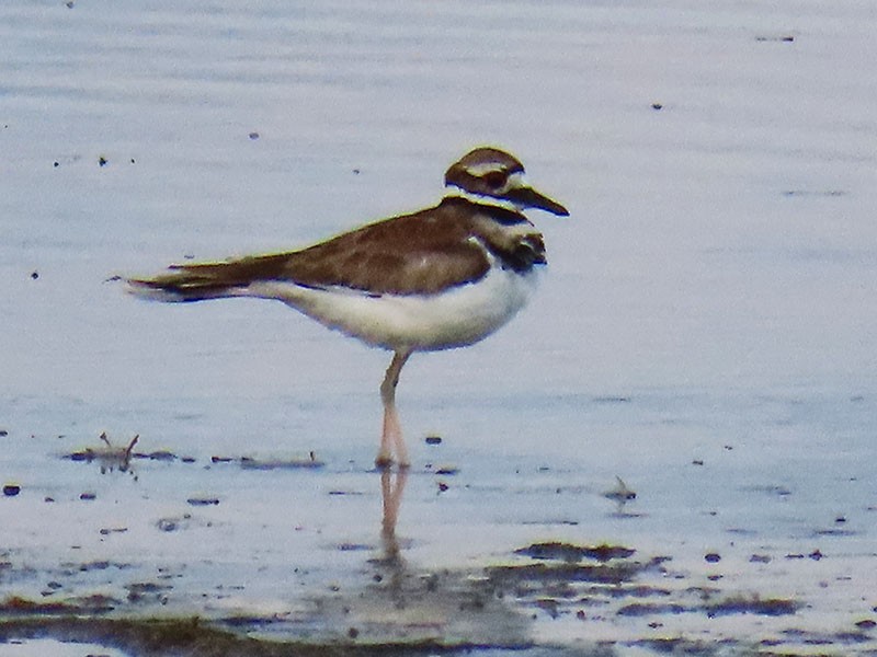 Killdeer - ML638766905
