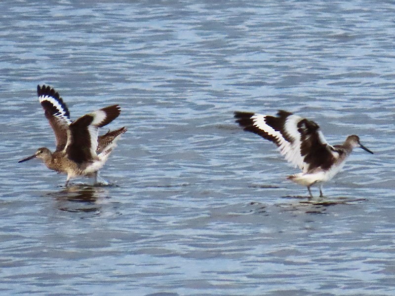 Willet - ML638766912