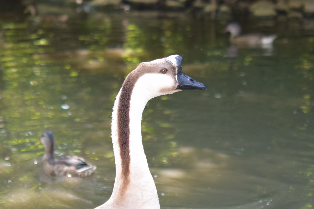 Swan Goose (Domestic type) - ML638766914