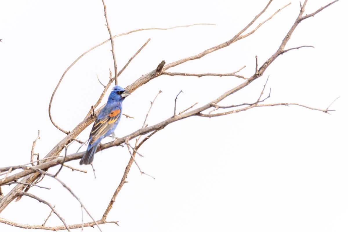 Blue Grosbeak - ML638766915