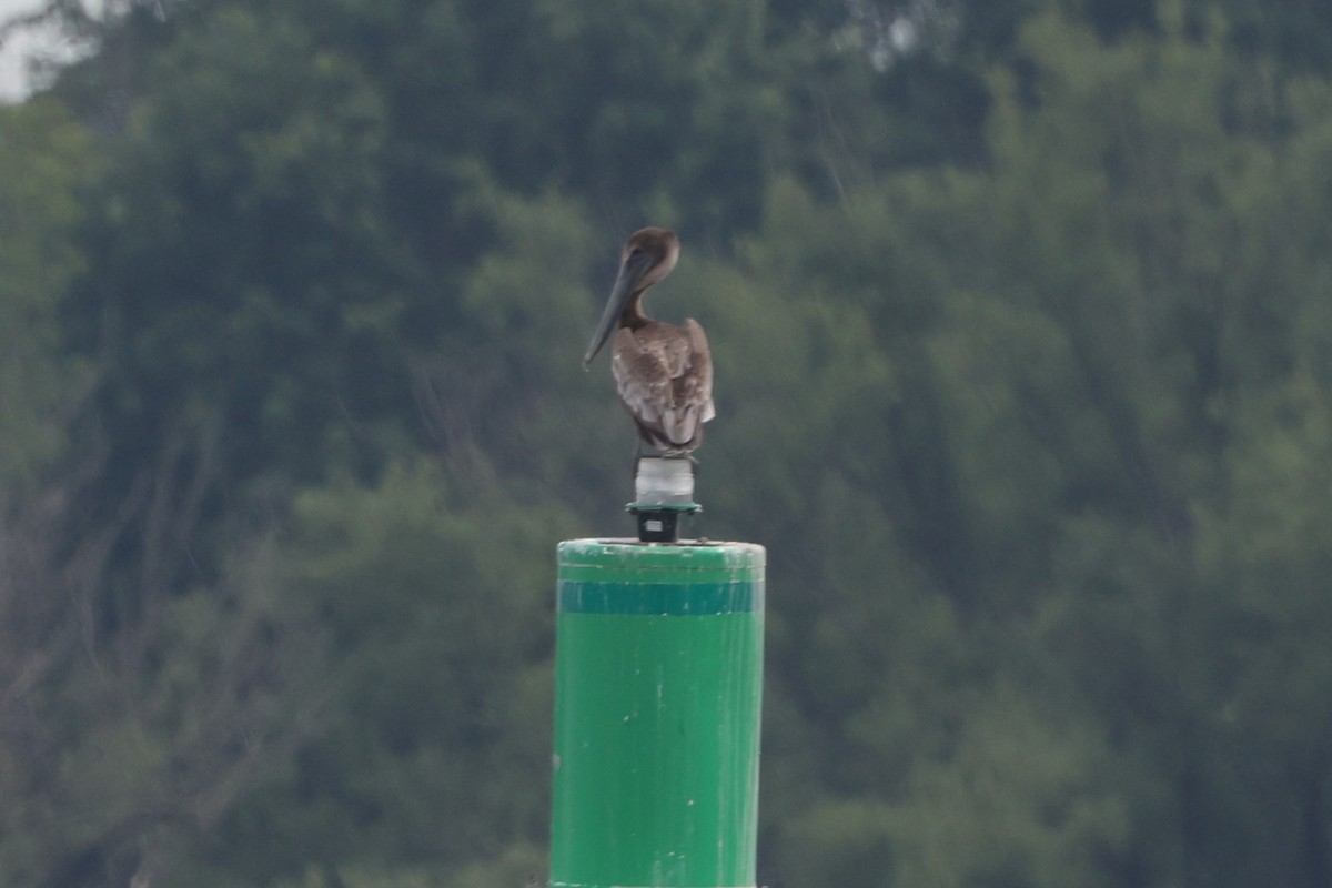Brown Pelican - ML638766918