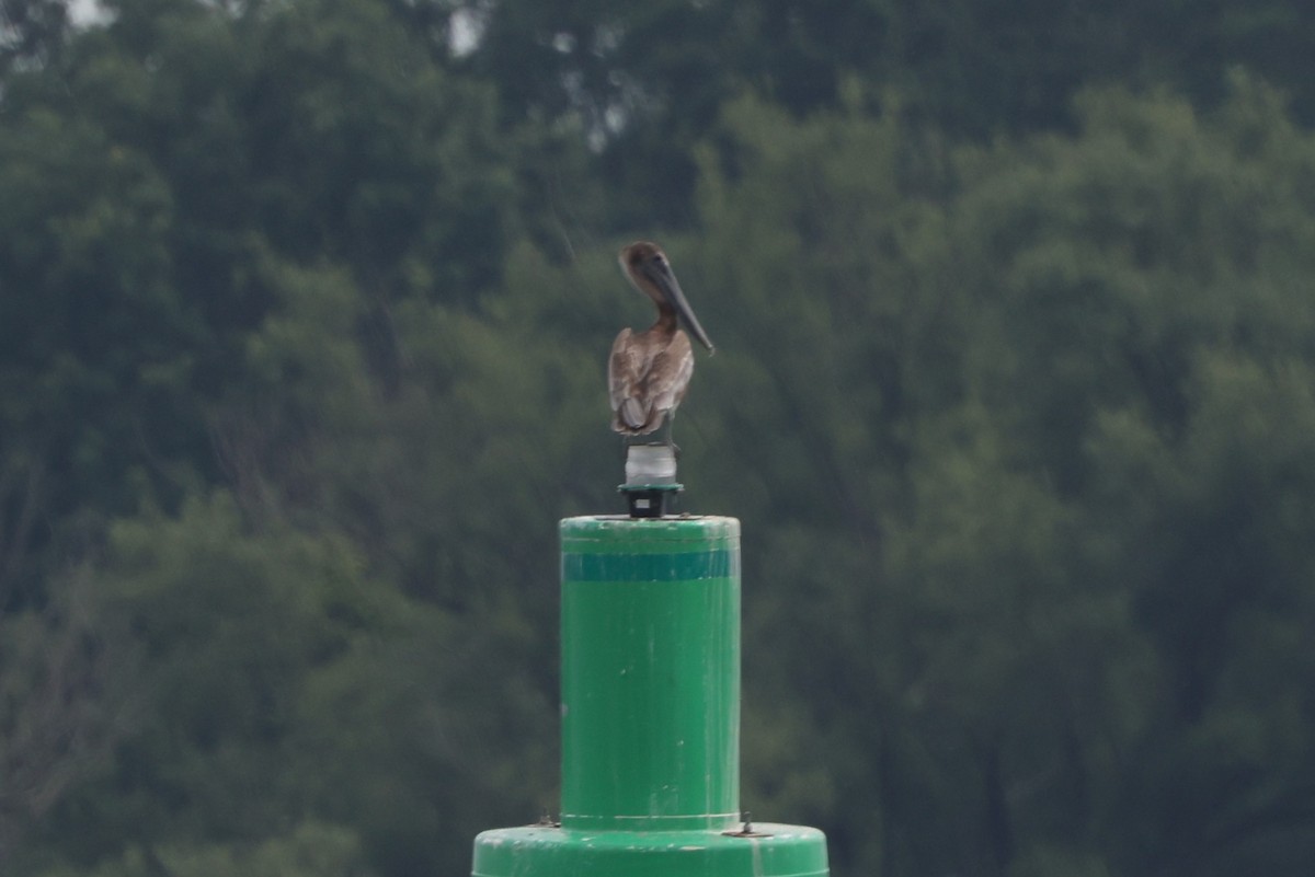 Brown Pelican - ML638766919