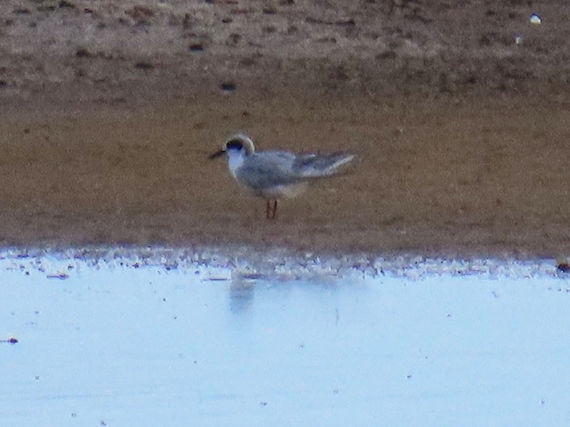 Forster's Tern - ML638766933