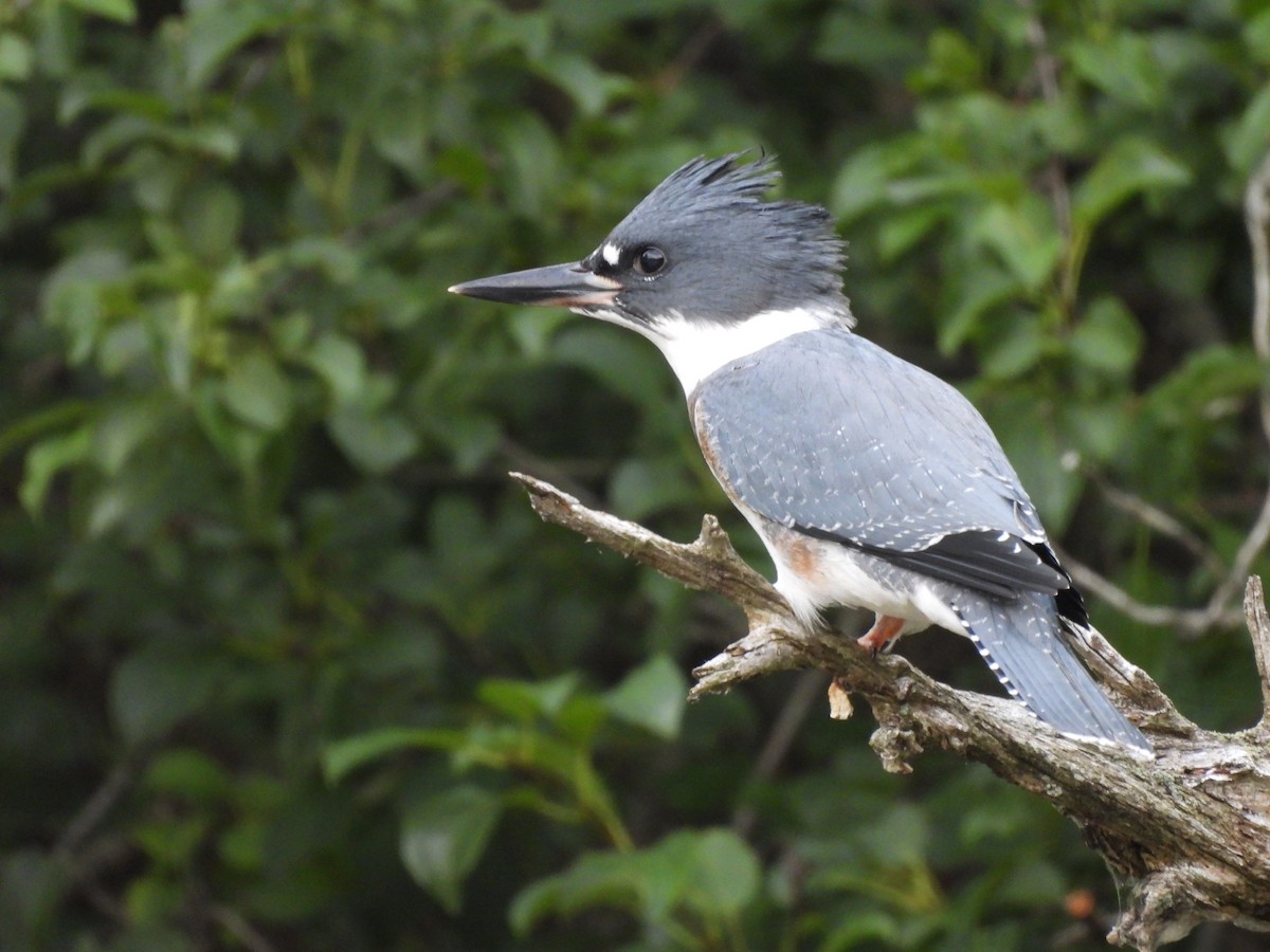 Belted Kingfisher - ML638766942