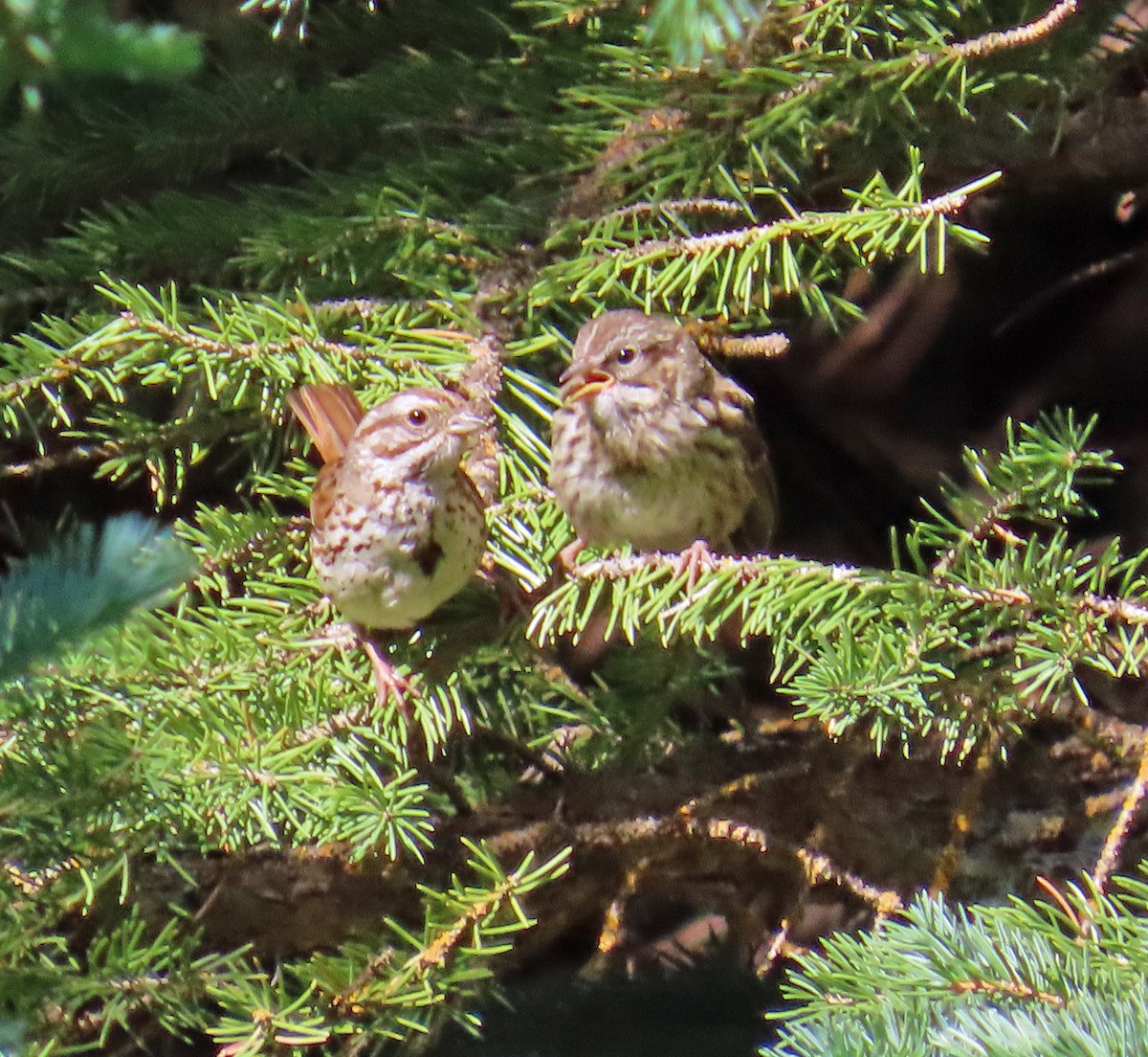 Song Sparrow - ML638766944
