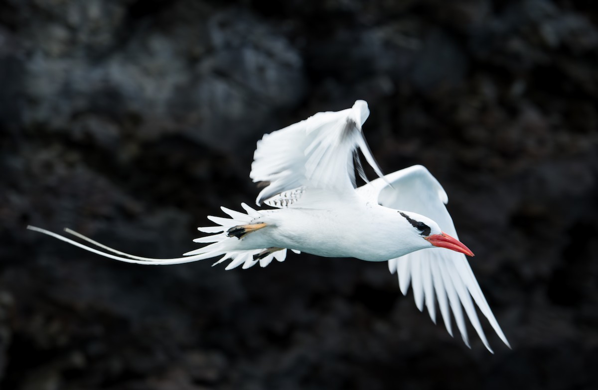 Red-billed Tropicbird - ML638766958