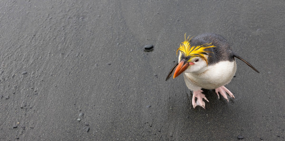 Royal Penguin - ML638766966