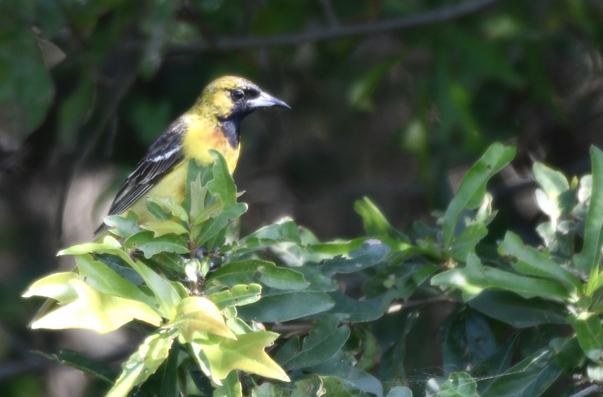 Orchard Oriole - ML638766977