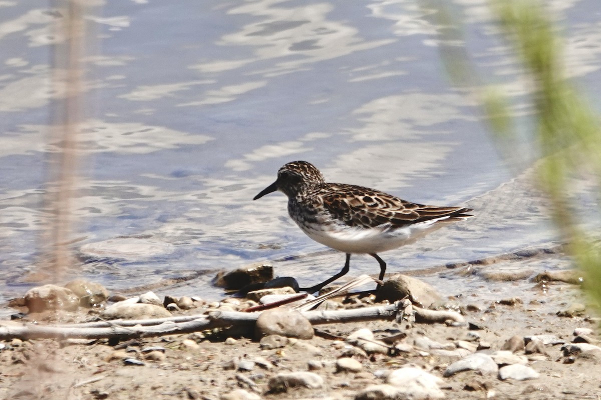 Least Sandpiper - ML638766982