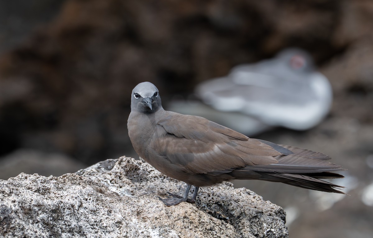 Brown Noddy - ML638766987