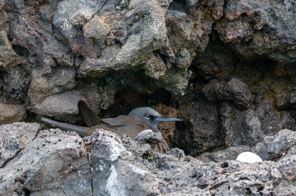 Brown Noddy - ML638766988