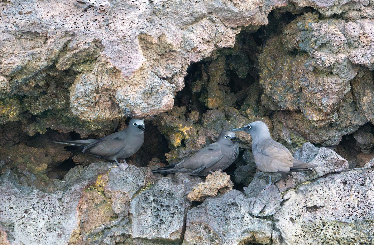 Brown Noddy - ML638766989
