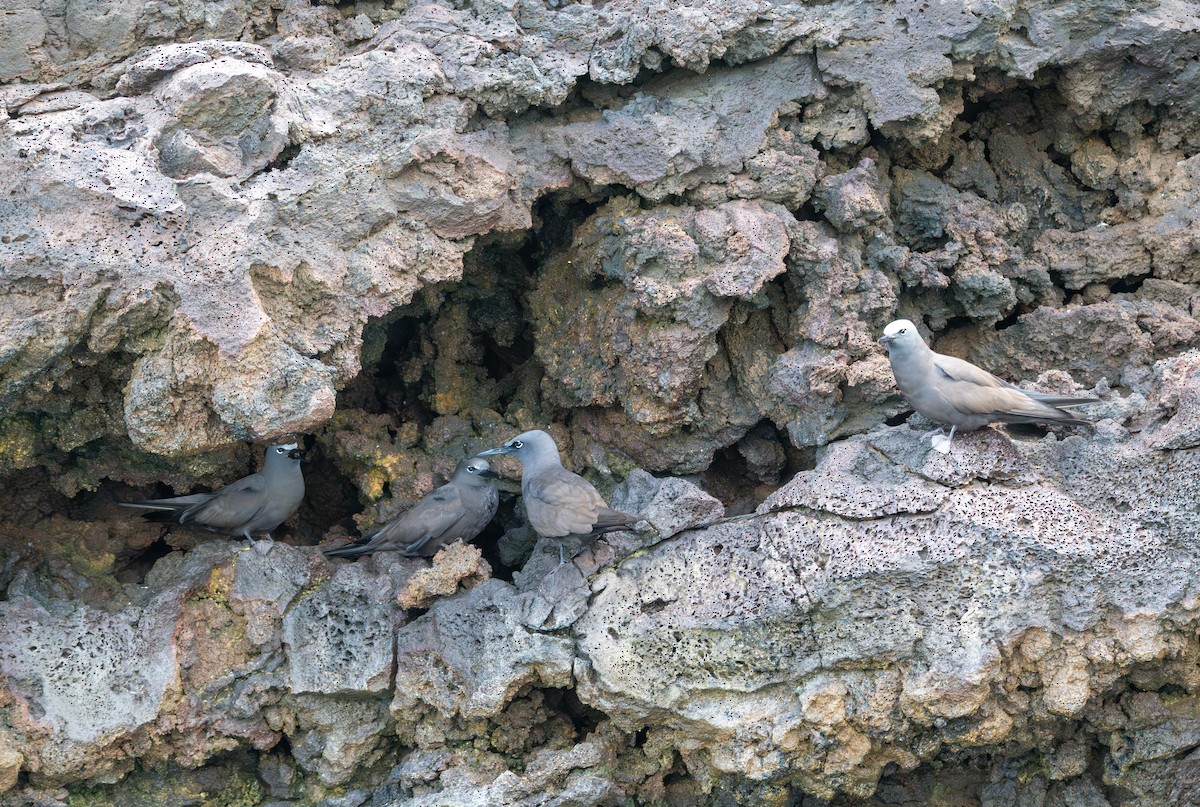 Brown Noddy - ML638766990