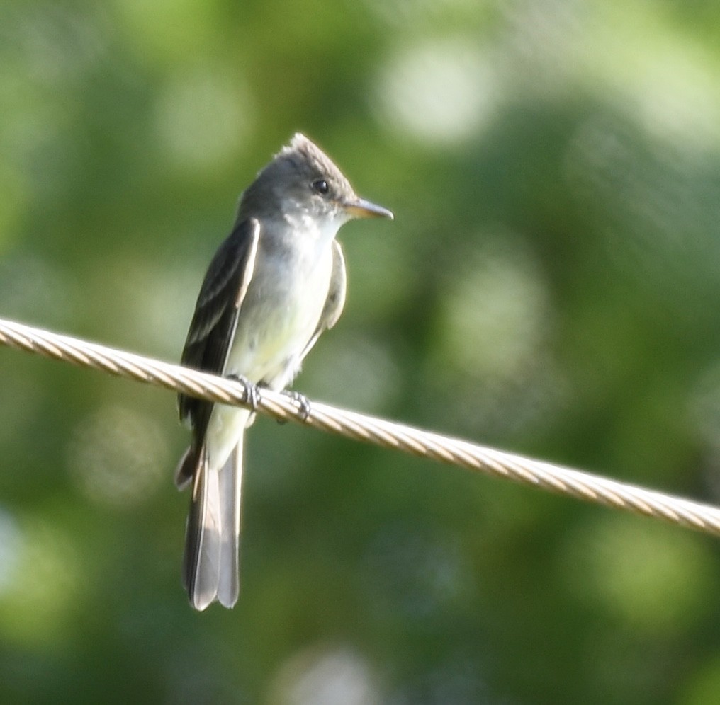 Eastern Wood-Pewee - ML638767018