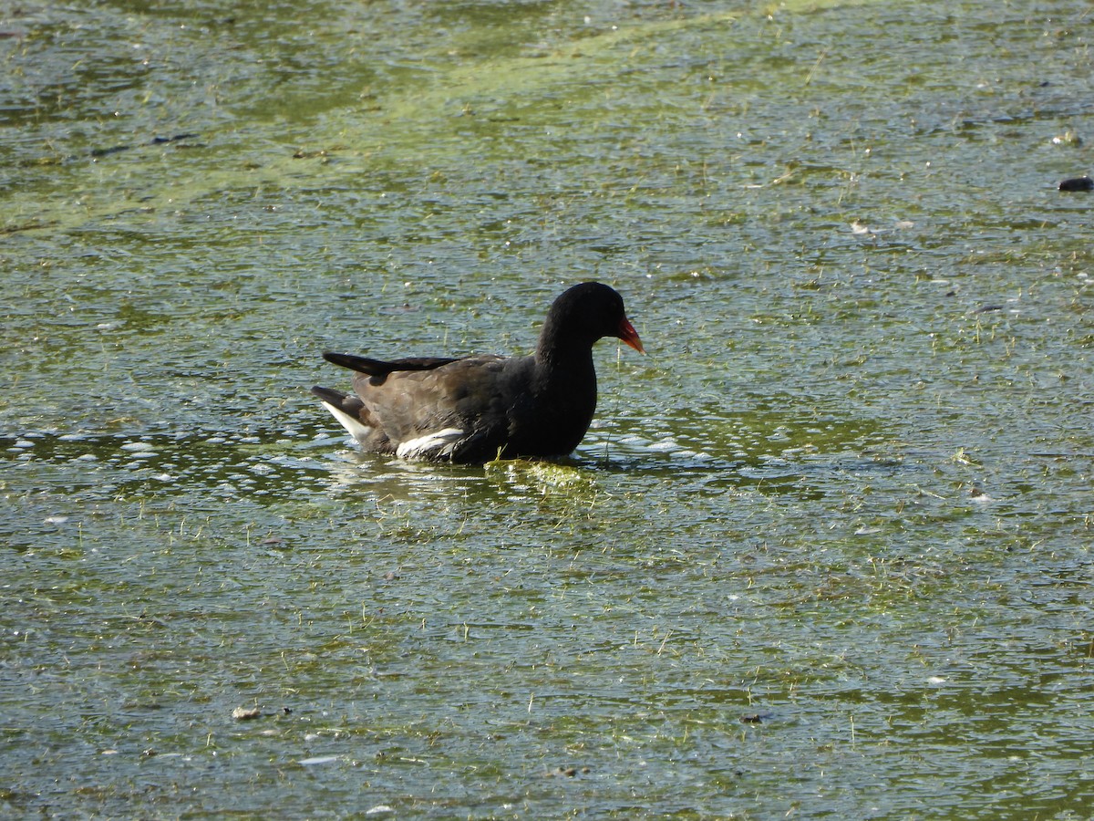 Teichhuhn - ML638767023