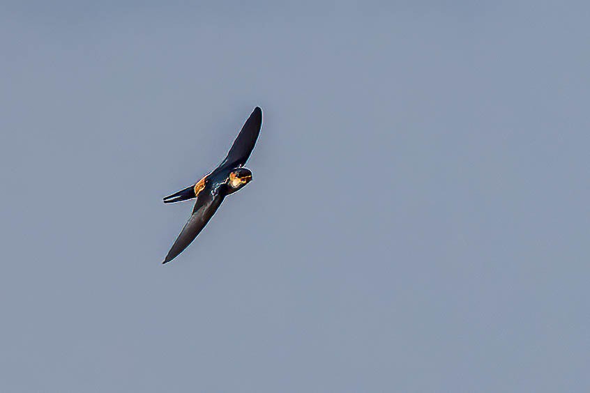 African Red-rumped Swallow - ML638767049