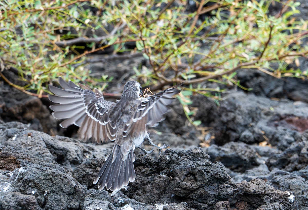 Floreana Mockingbird - ML638767051