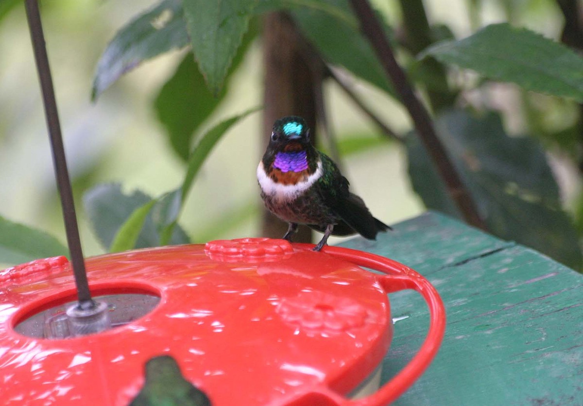 Amethyst-throated Sunangel - ML638767062