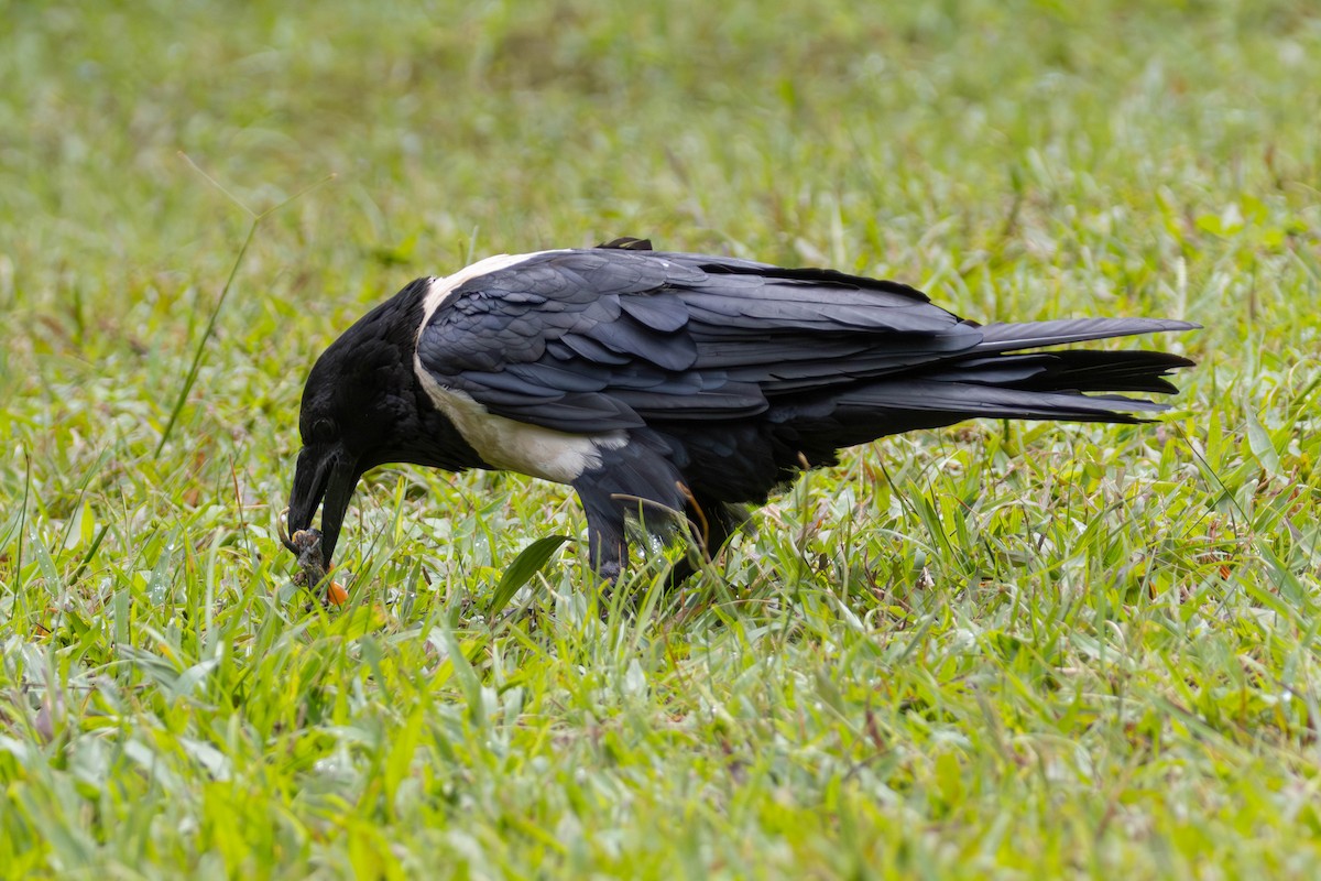 Pied Crow - ML638767063