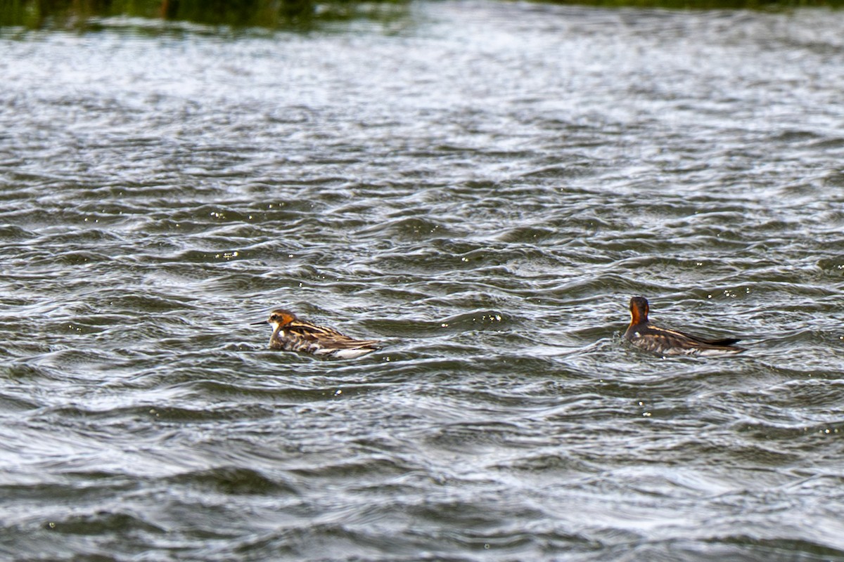 svømmesnipe - ML638767084