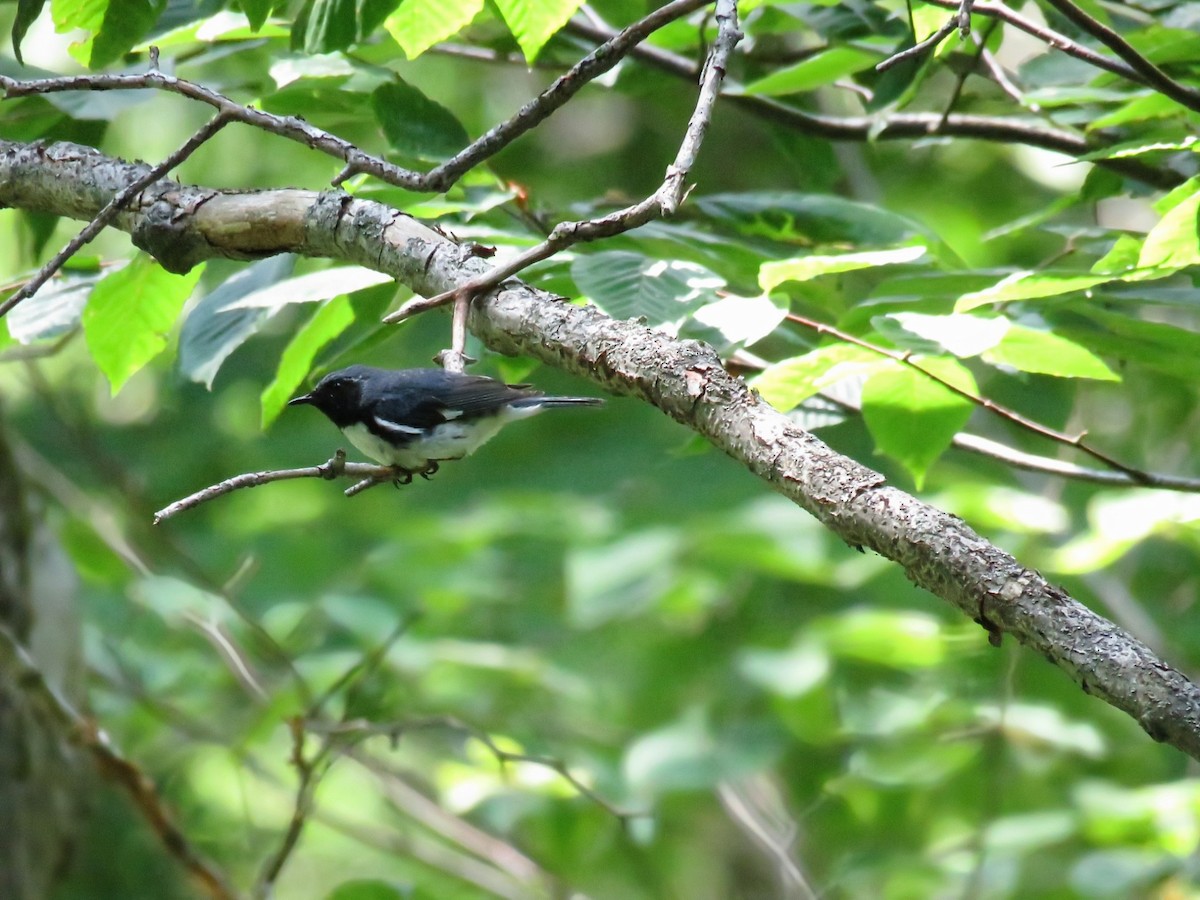 blåparula - ML638767088
