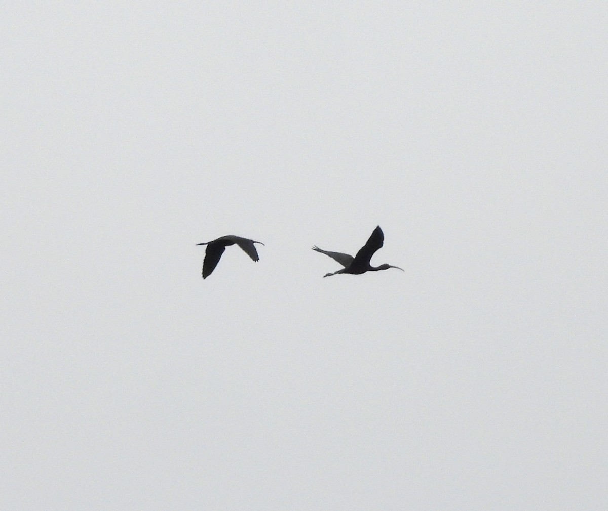 bronseibis - ML638767100
