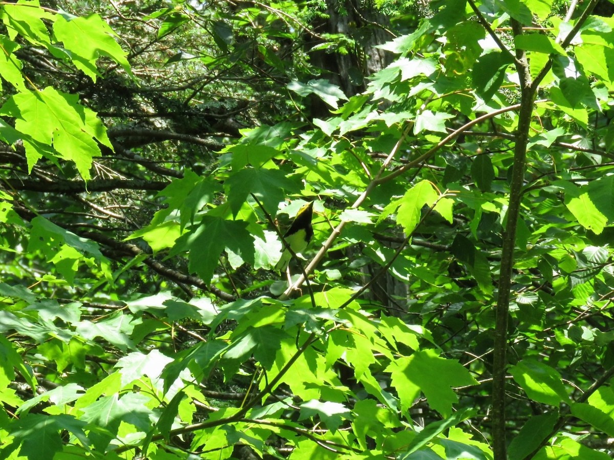 grønnparula - ML638767107