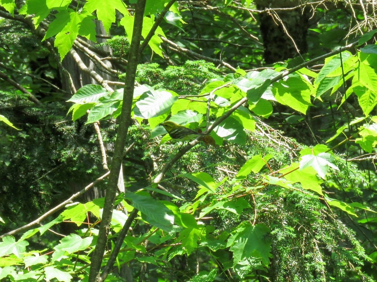grønnparula - ML638767108