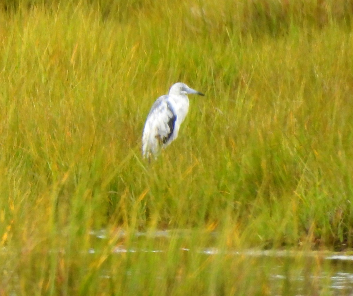 blåhegre - ML638767109