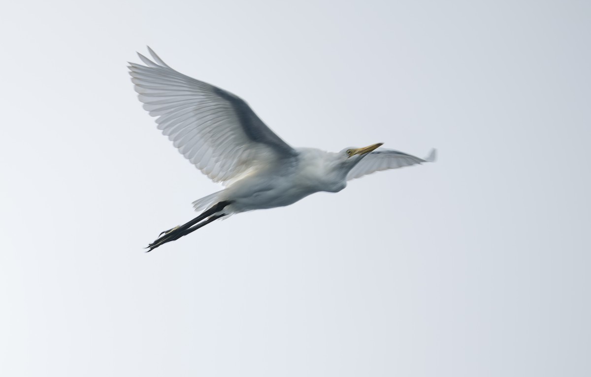 Great Egret - ML638767161