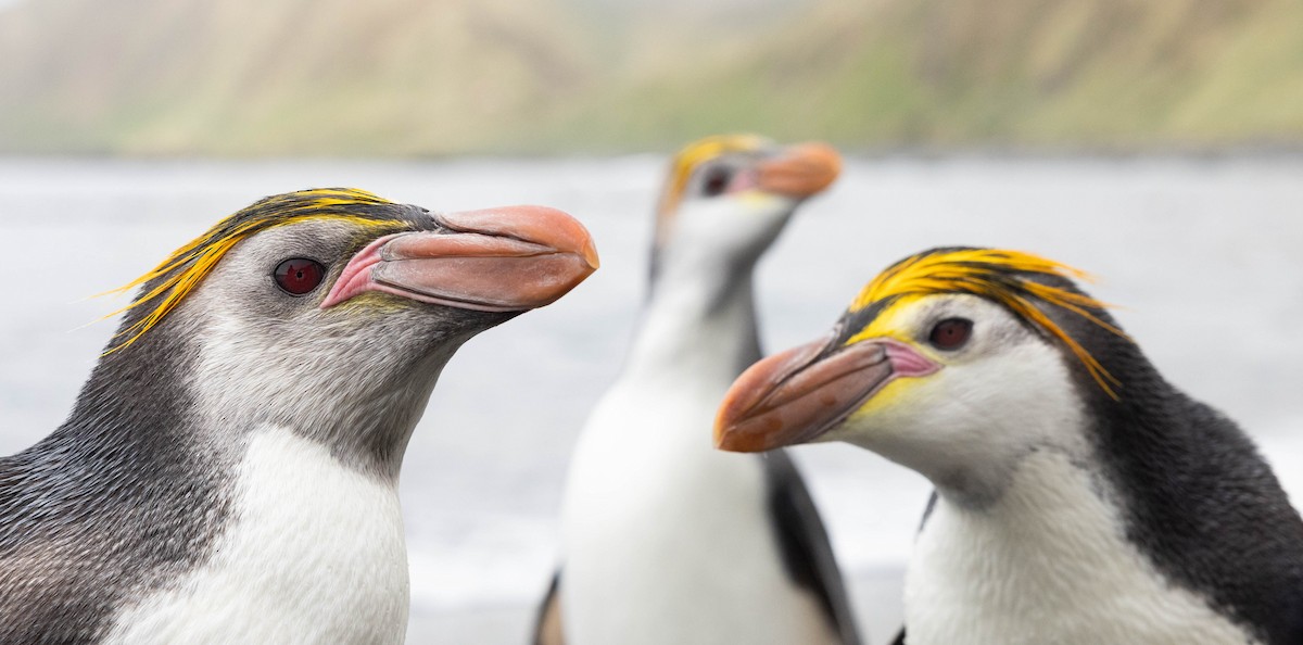 Royal Penguin - ML638767200