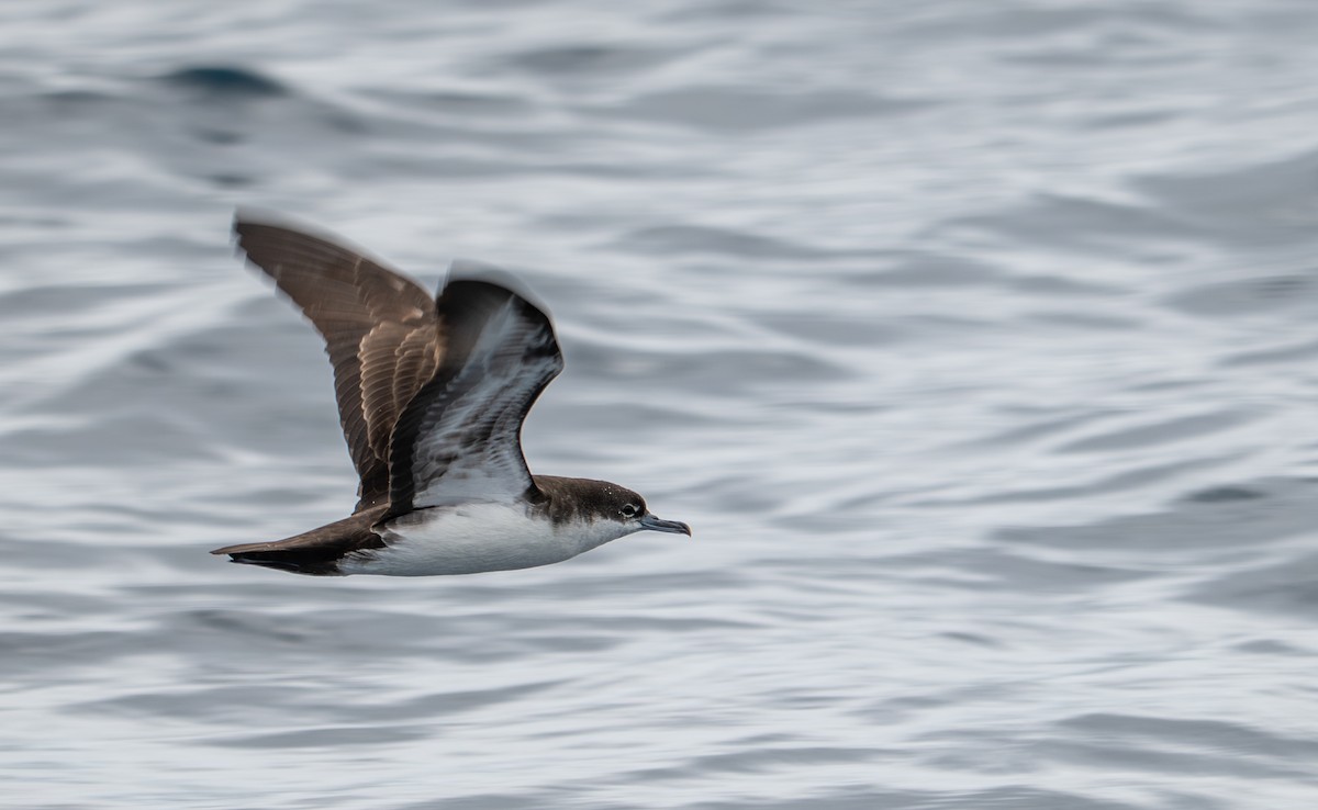 Galapagos Yelkovanı - ML638767240