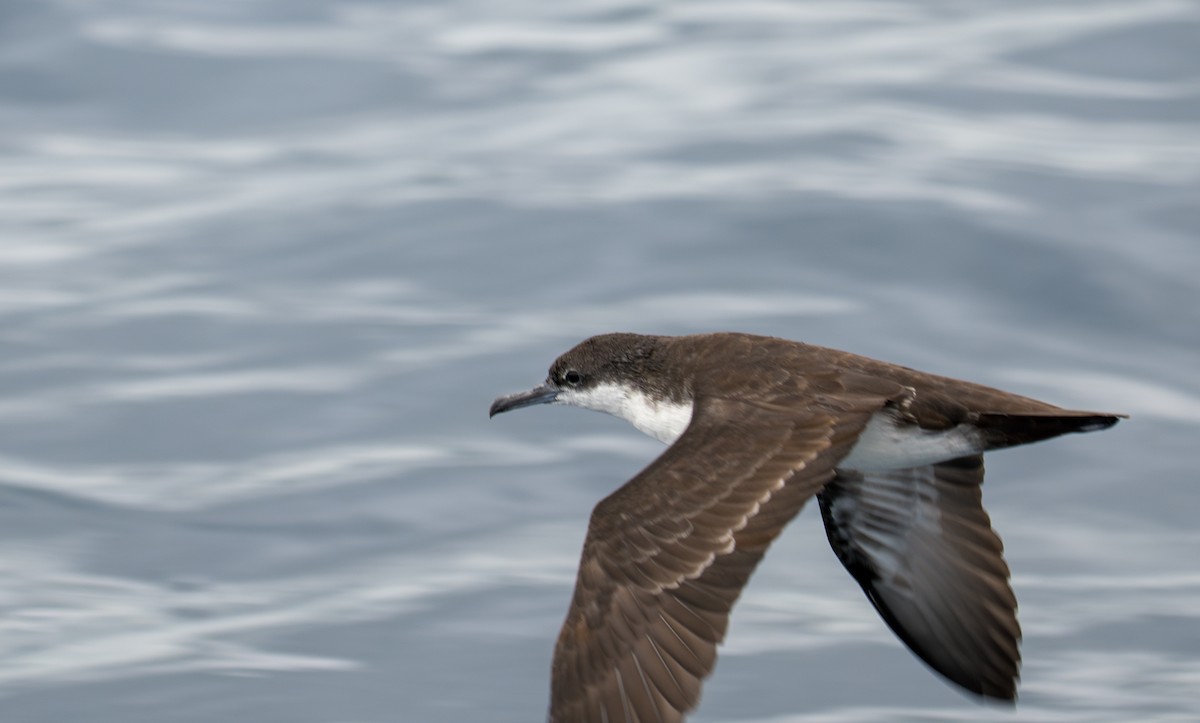 Galapagos Yelkovanı - ML638767242