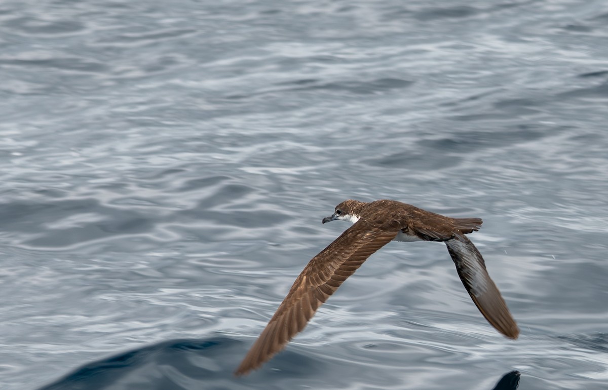 Galapagos Yelkovanı - ML638767243