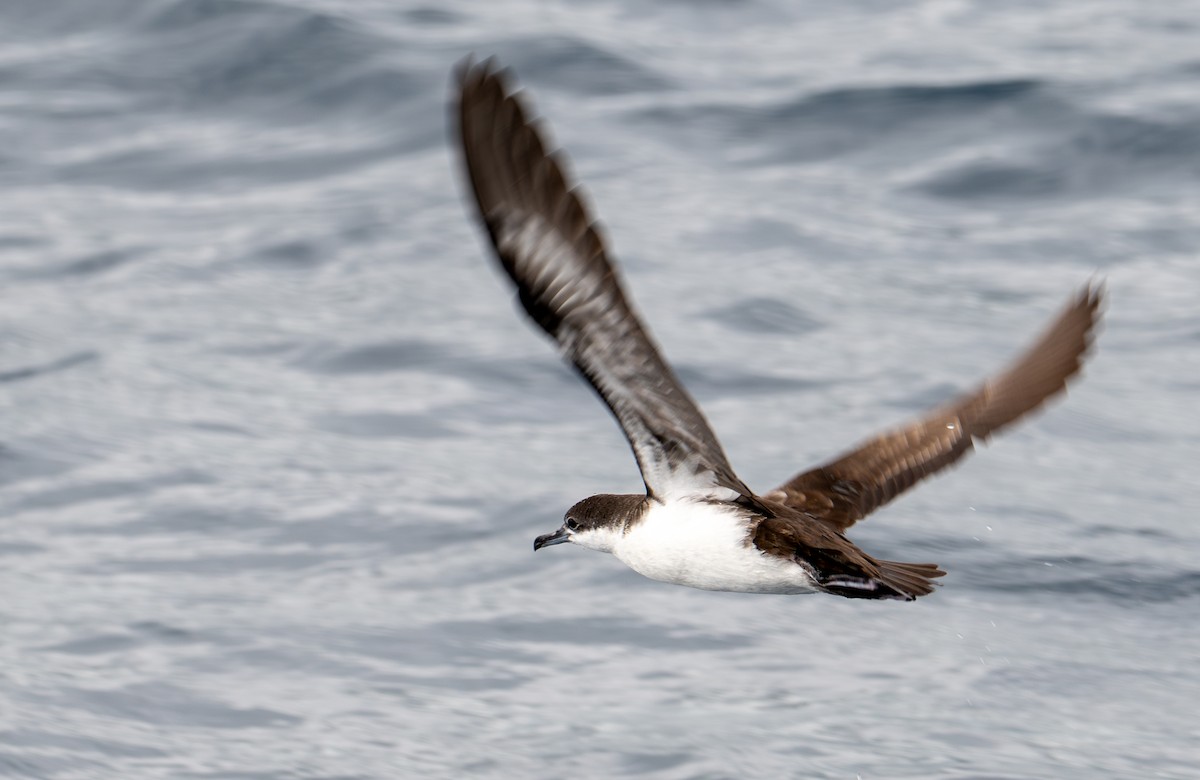 Galapagos Yelkovanı - ML638767244