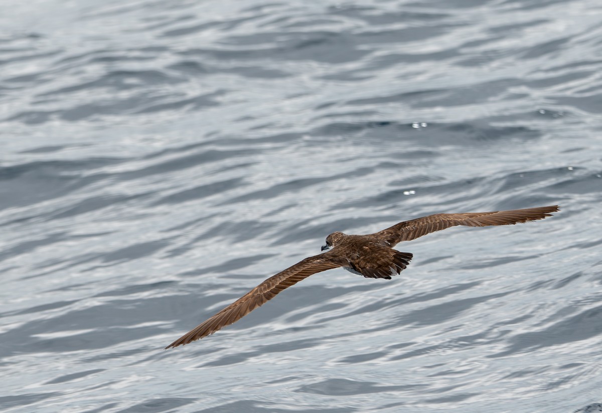 Galapagos Yelkovanı - ML638767245