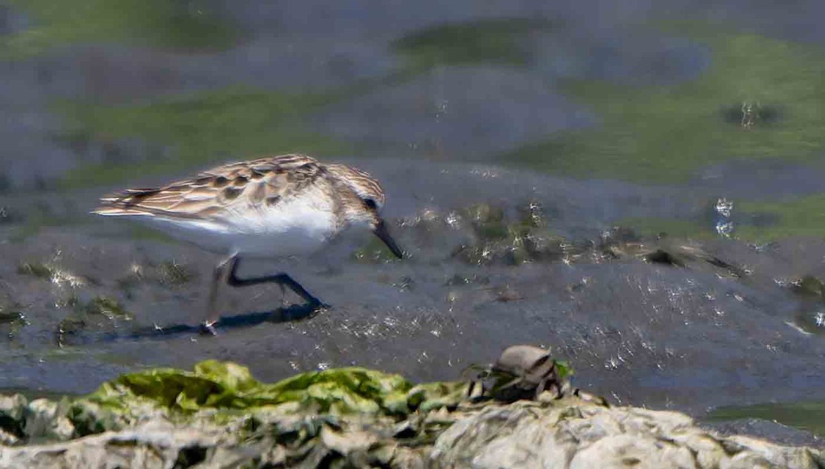Semipalmated Sandpiper - ML638767271