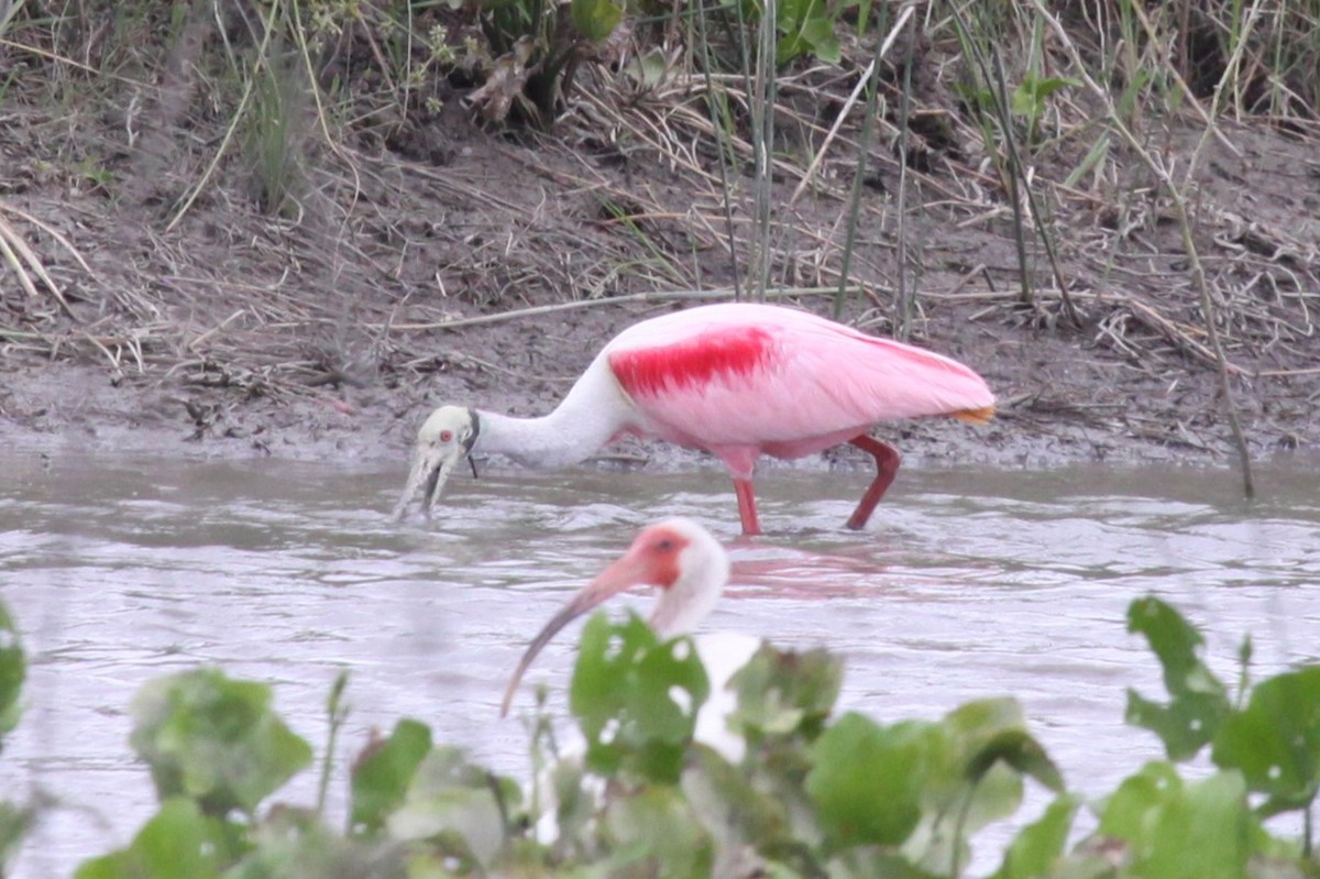 Roseate Spoonbill - ML638767281