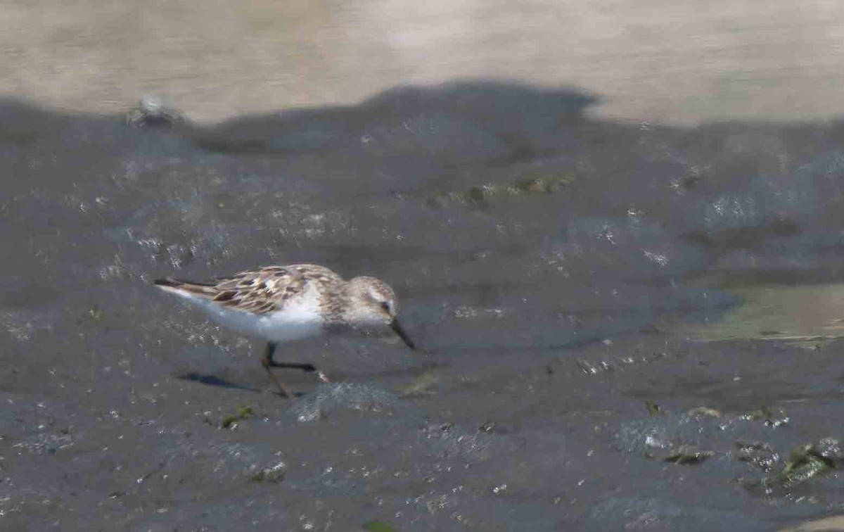 Semipalmated Sandpiper - ML638767297
