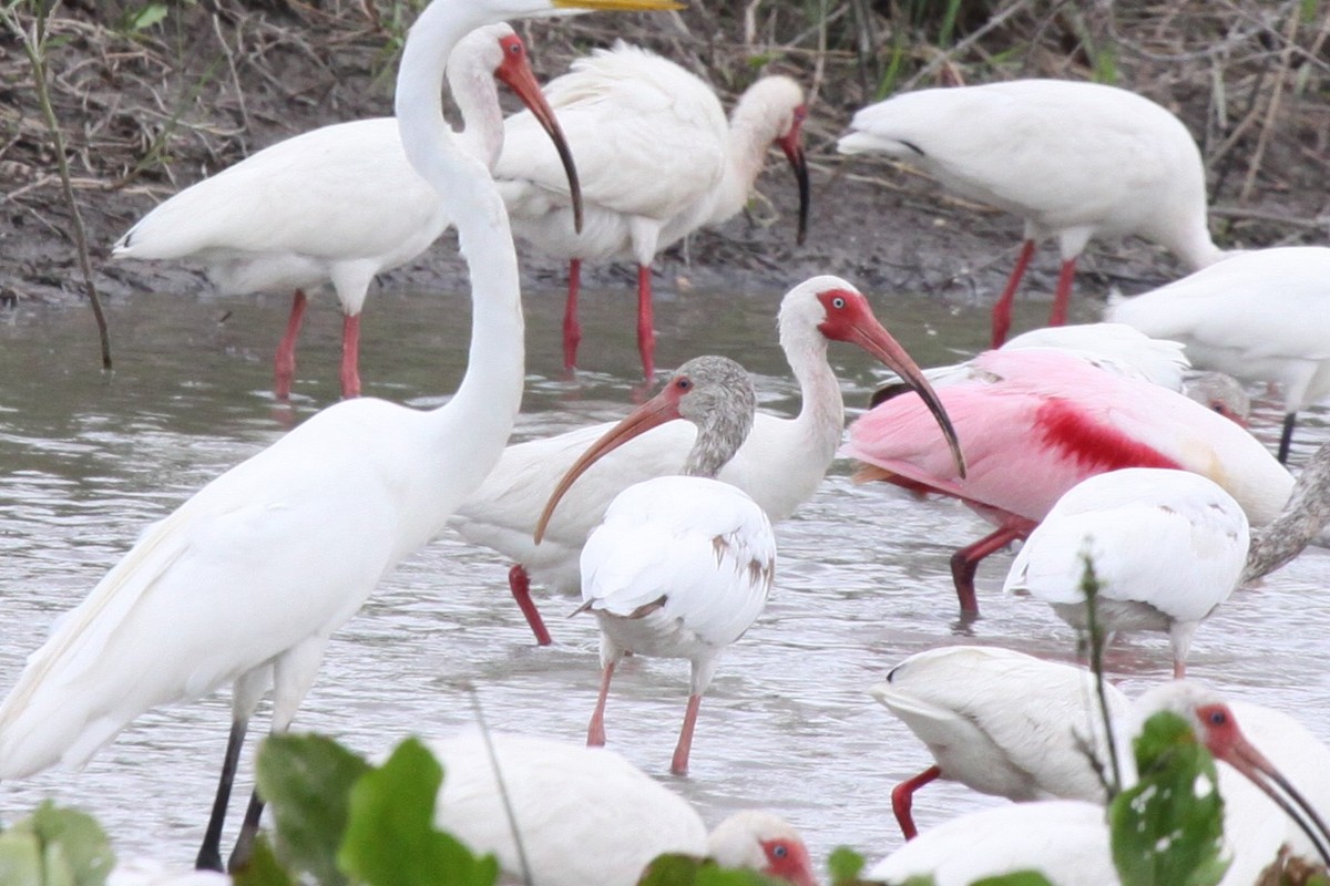 White Ibis - ML638767303