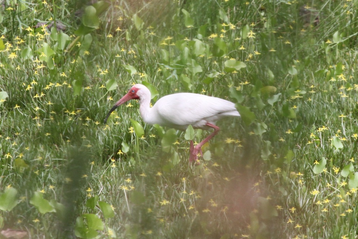 White Ibis - ML638767304