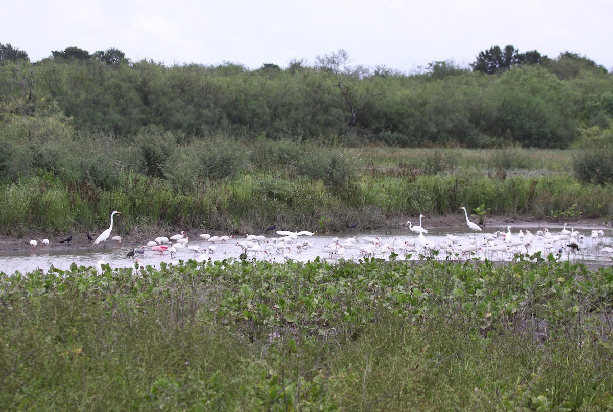 White Ibis - ML638767305