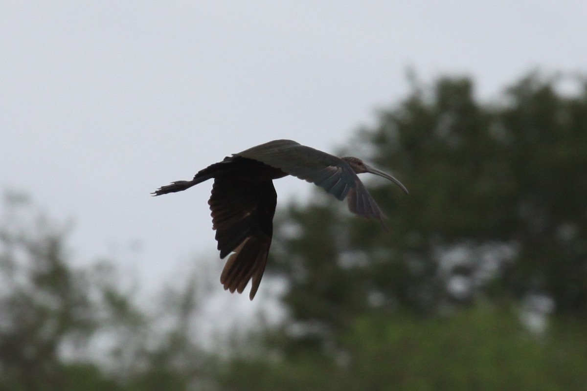 White-faced Ibis - ML638767314