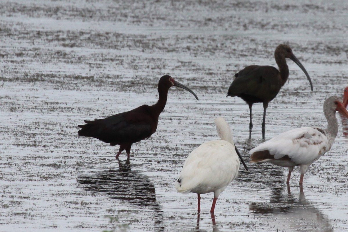 White-faced Ibis - ML638767315