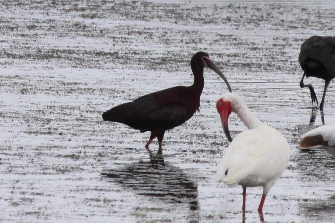 White-faced Ibis - ML638767316