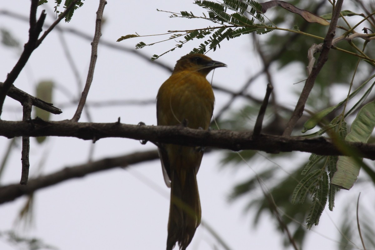 Hooded Oriole - ML638767337