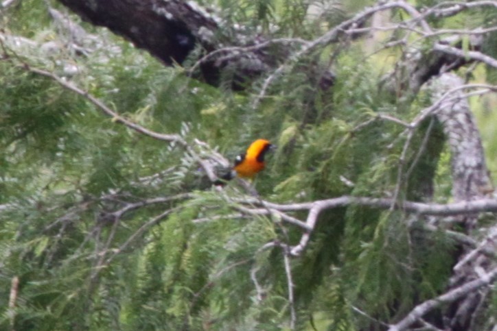 Hooded Oriole - ML638767338